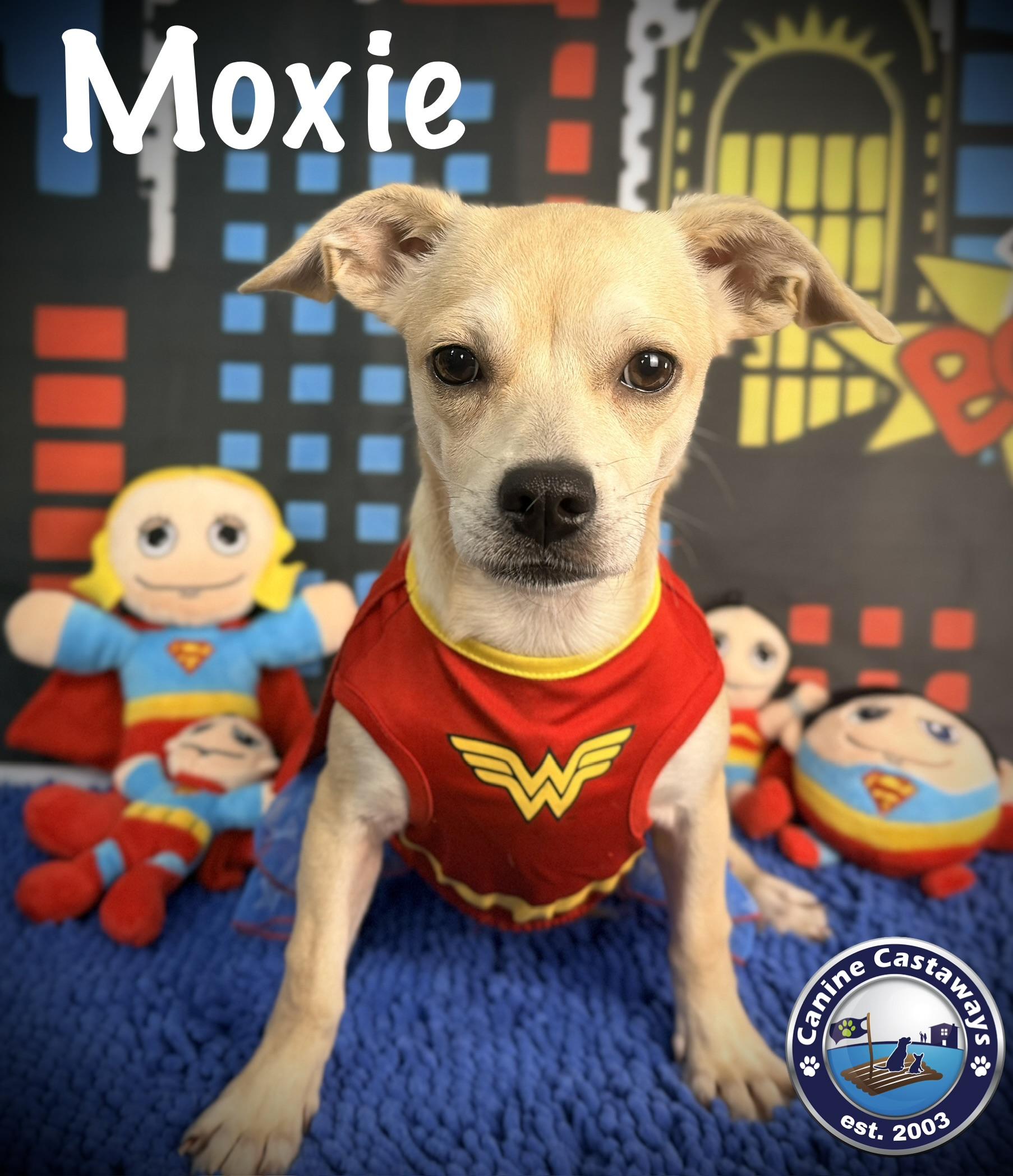 Enlarge Moxie, a Adoptable mixed breed in Arcadia, FL image 5/6