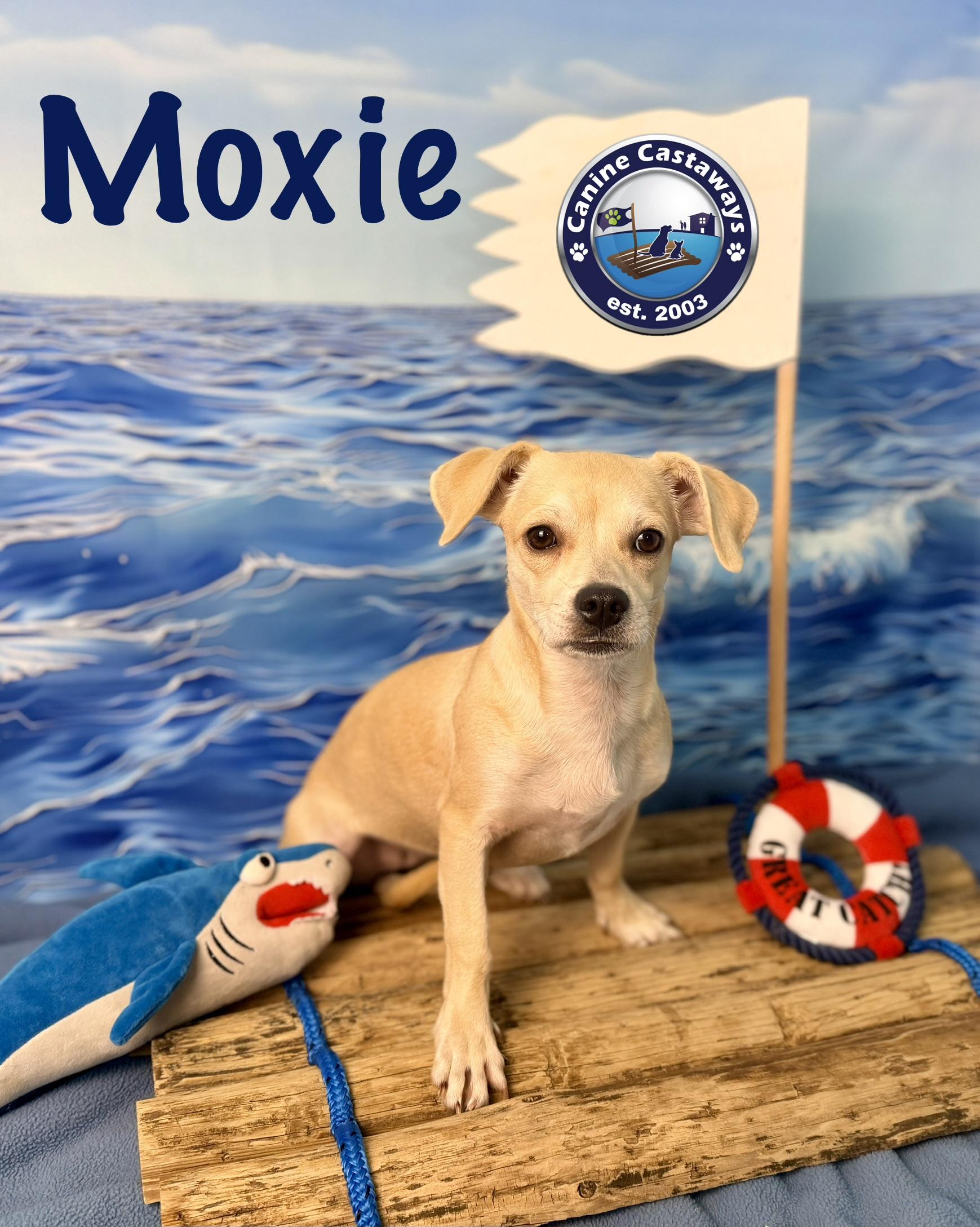 Enlarge Moxie, a Adoptable mixed breed in Arcadia, FL image 2/6