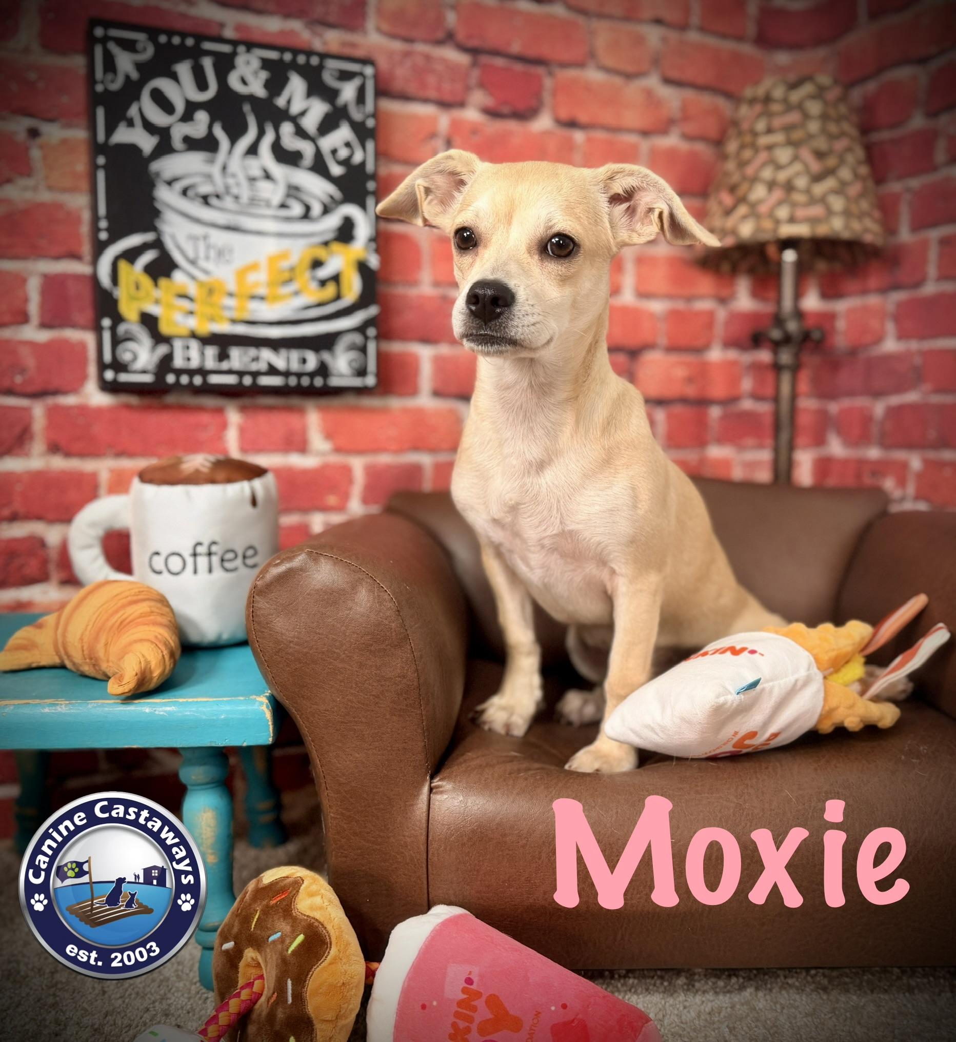 Enlarge Moxie, a Adoptable mixed breed in Arcadia, FL image 4/6