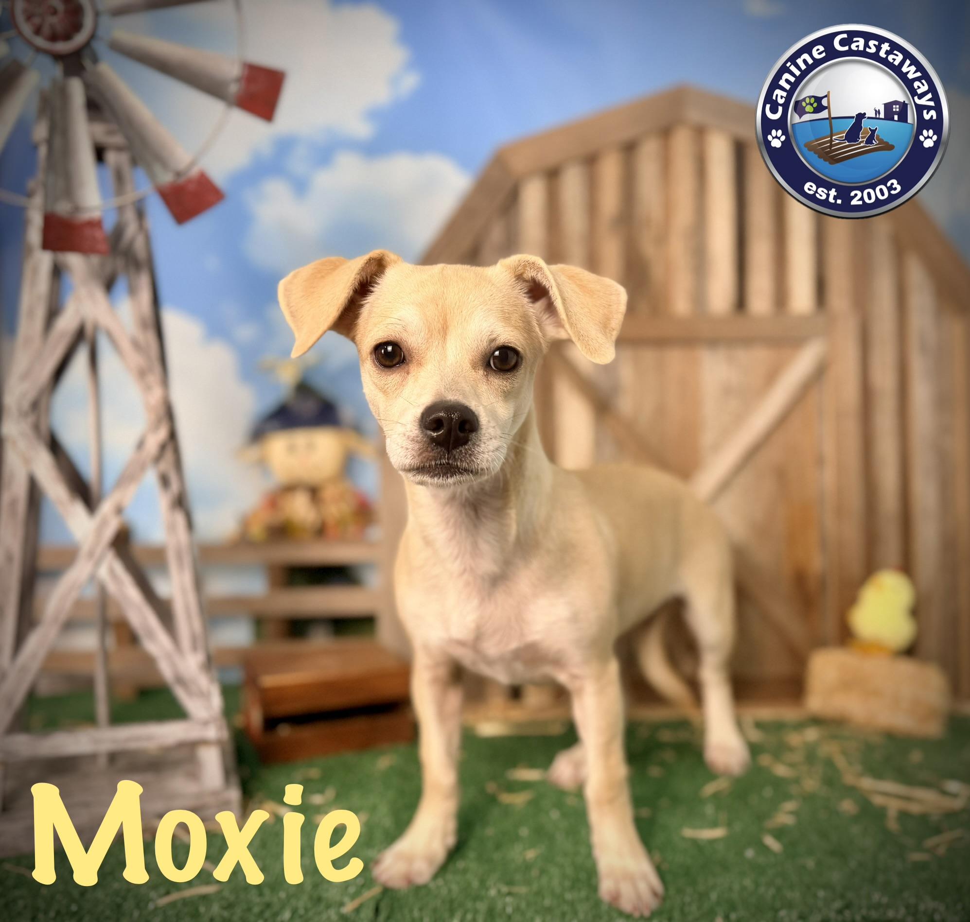 Enlarge Moxie, a Adoptable mixed breed in Arcadia, FL image 6/6