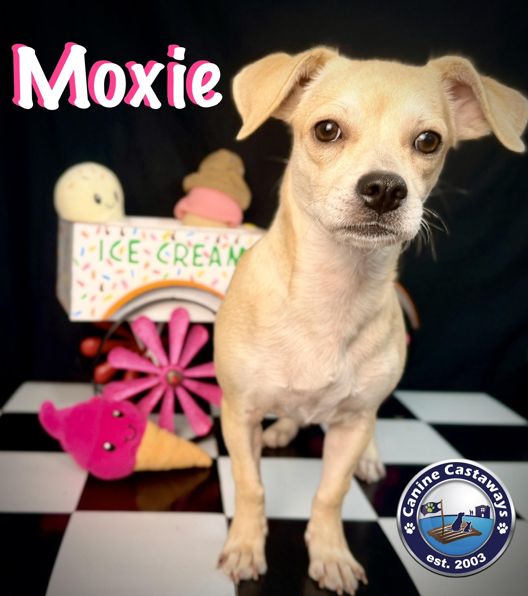 Enlarge Moxie, a Adoptable mixed breed in Arcadia, FL image 3/6