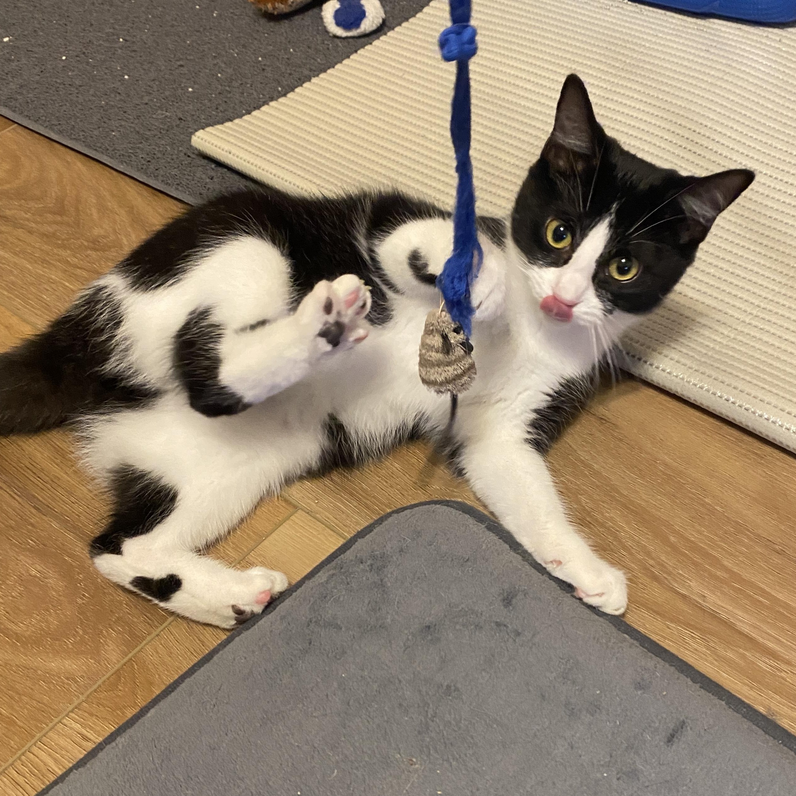 Enlarge Panda, a ADOPTABLE Domestic Short Hair in Pickerington, OH image 4/6