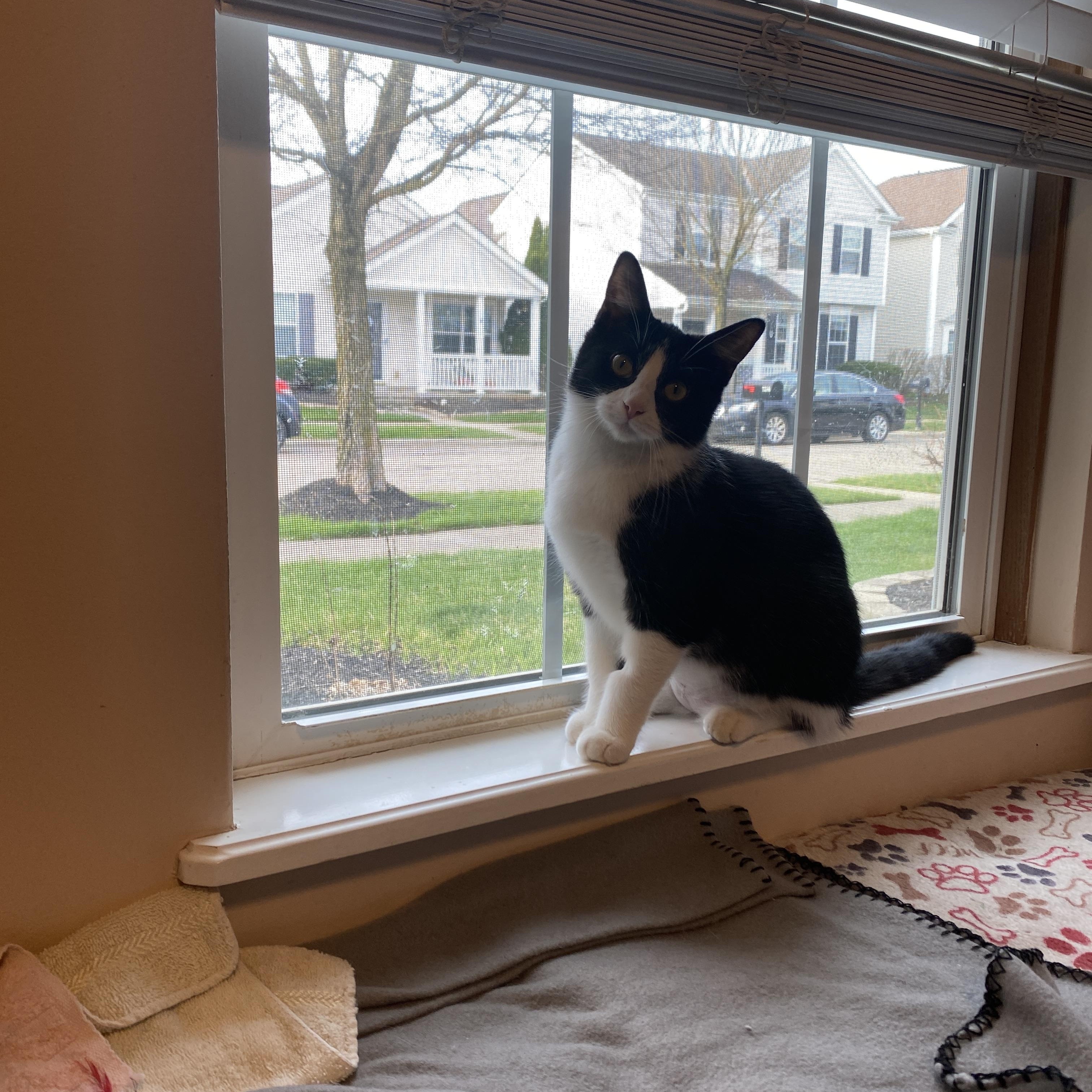 Enlarge Panda, a ADOPTABLE Domestic Short Hair in Pickerington, OH image 1/6