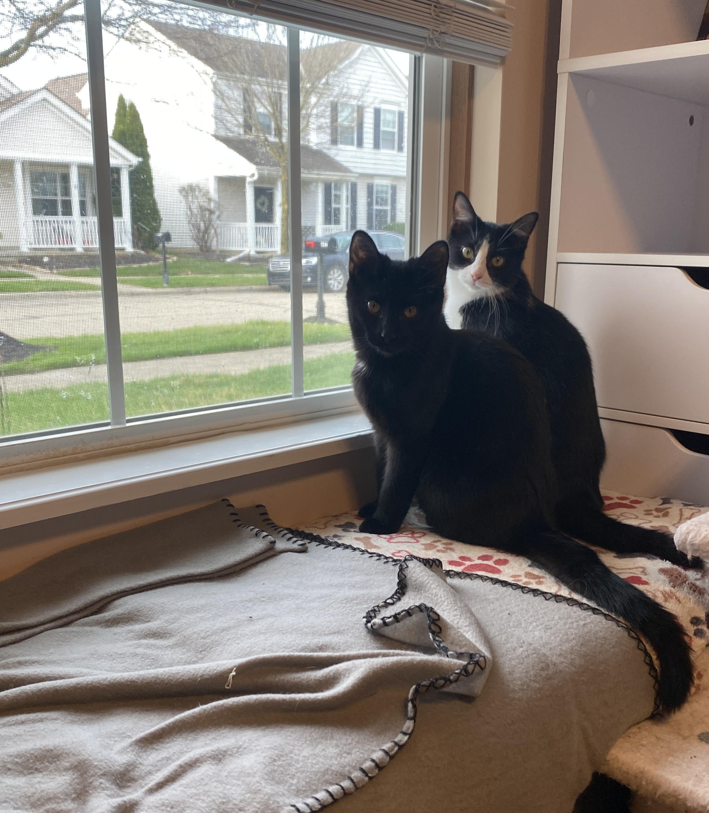 Enlarge Panda, a ADOPTABLE Domestic Short Hair in Pickerington, OH image 3/6