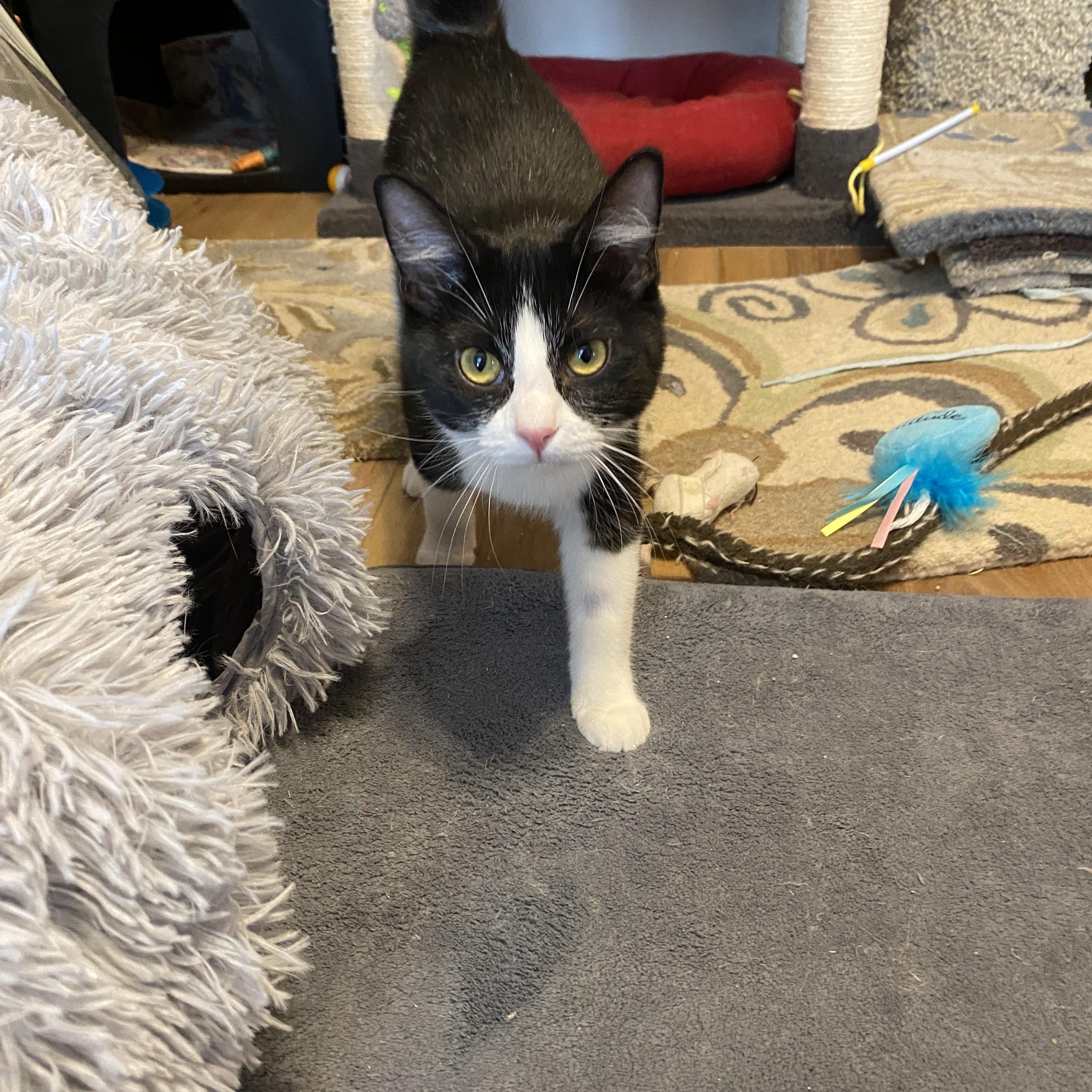 Enlarge Panda, a ADOPTABLE Domestic Short Hair in Pickerington, OH image 2/6