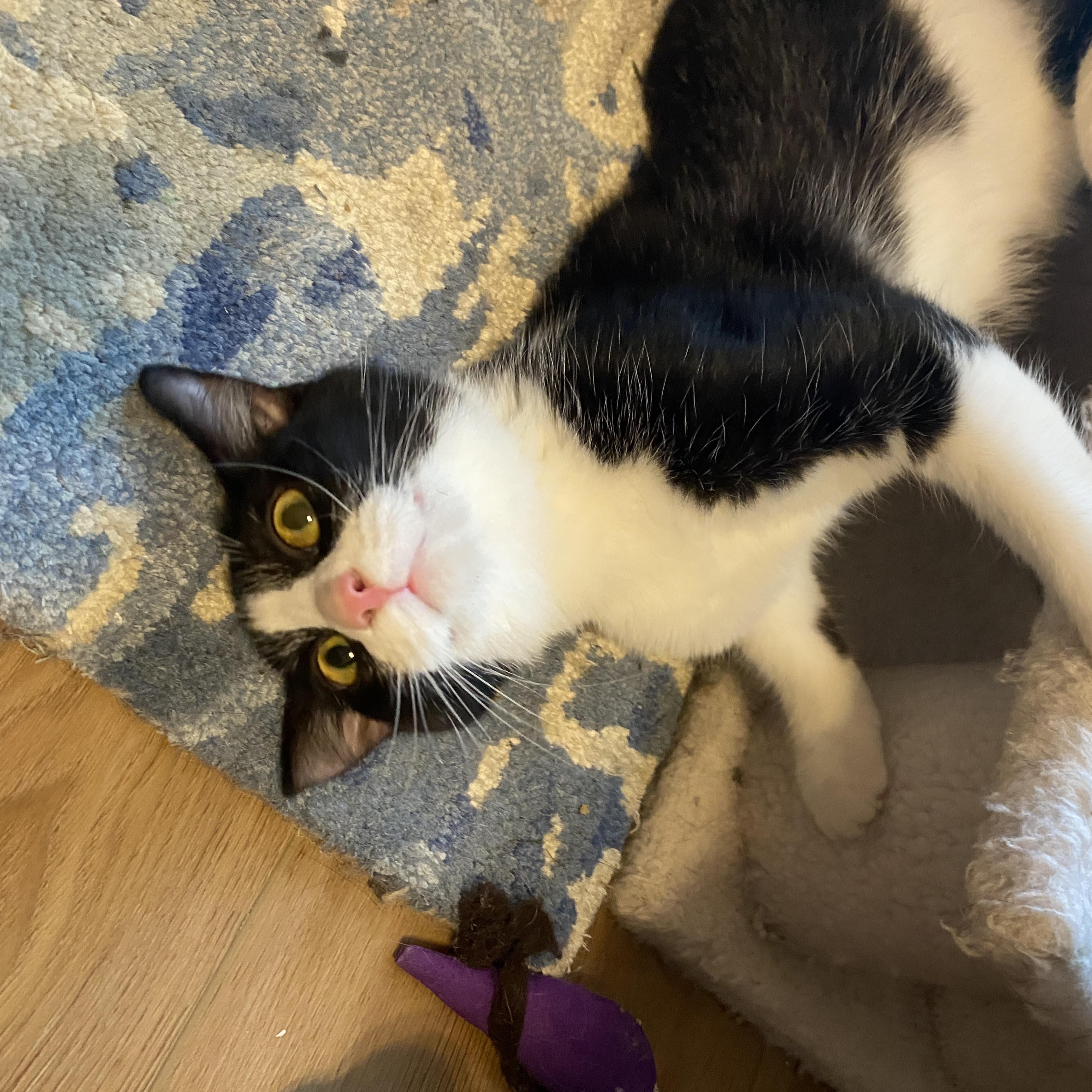 Panda, ADOPTABLE, Kitten Female Tuxedo.