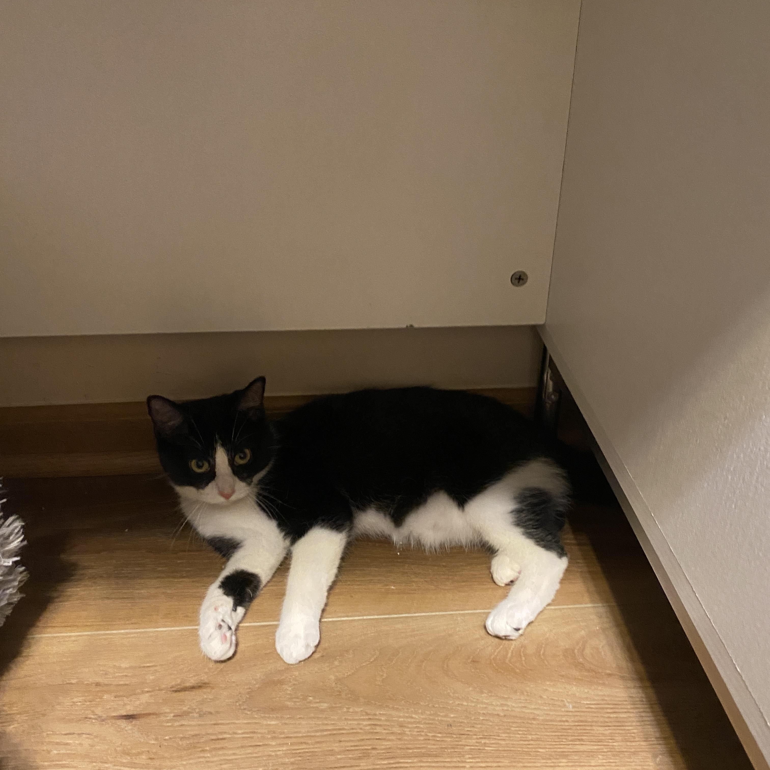 Enlarge Panda, a ADOPTABLE Domestic Short Hair in Pickerington, OH image 6/6