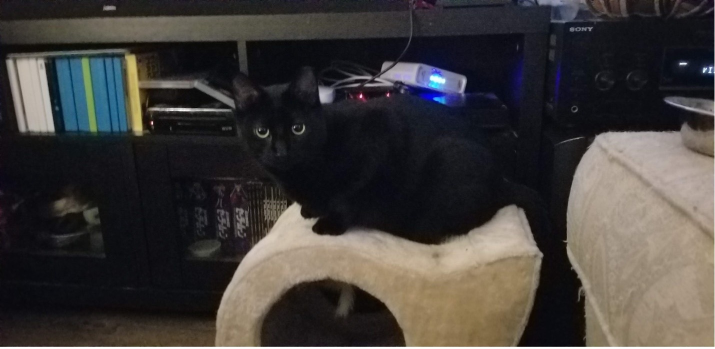 Enlarge John, a Adoptable Domestic Short Hair in Grayslake, IL image 1/12