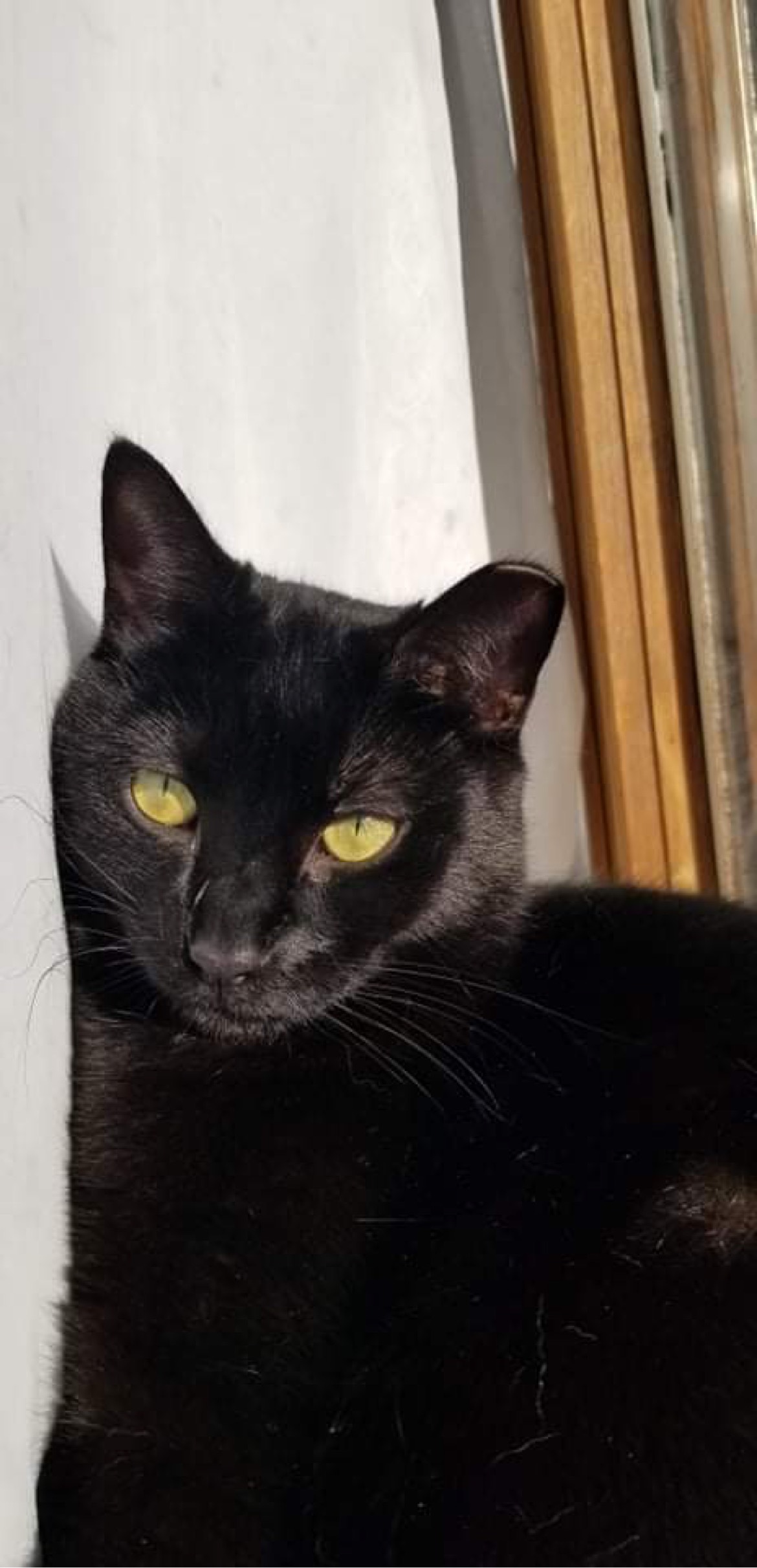 Enlarge John, a Adoptable Domestic Short Hair in Grayslake, IL image 2/12