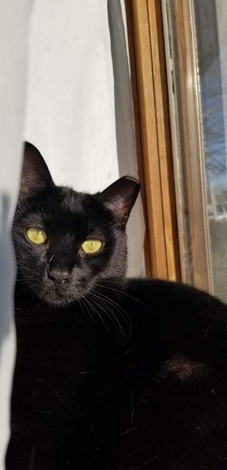 Enlarge John, a Adoptable Domestic Short Hair in Grayslake, IL image 3/12