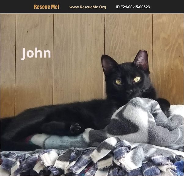 Enlarge John, a Adoptable Domestic Short Hair in Grayslake, IL image 5/12