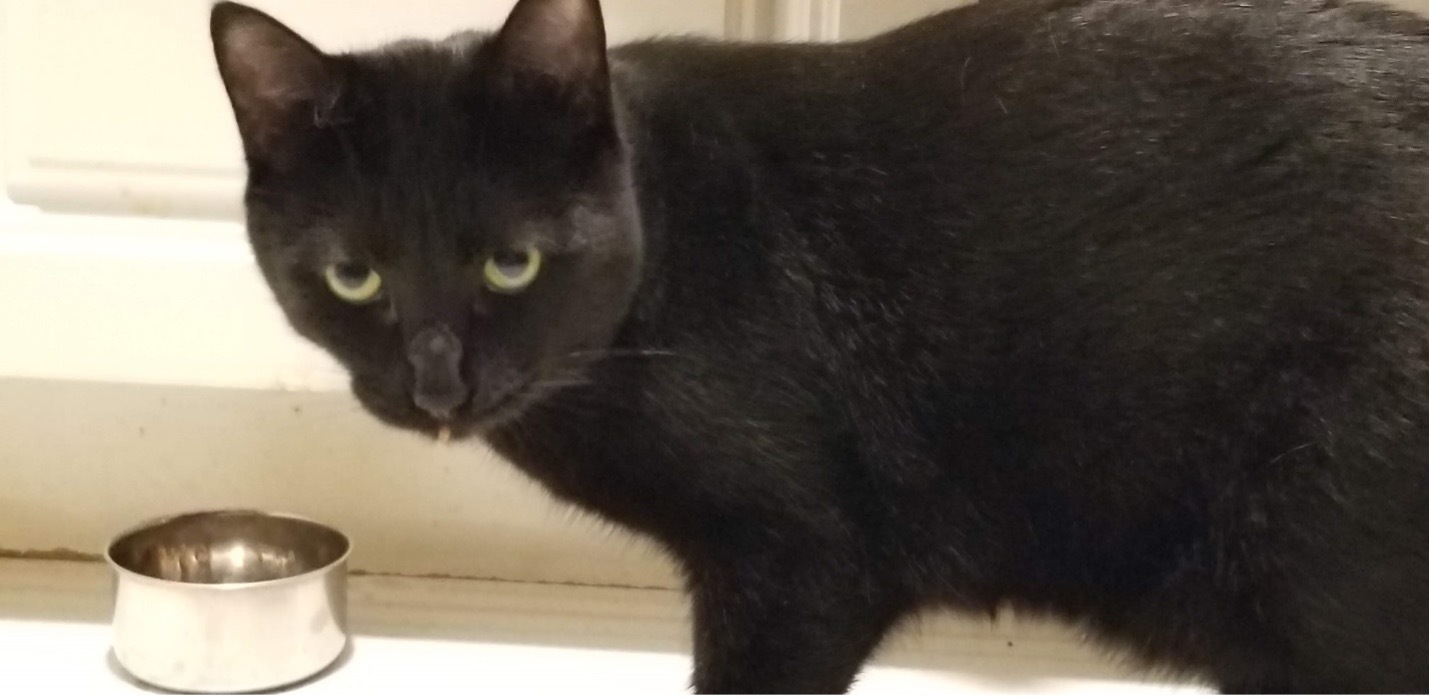 Enlarge John, a Adoptable Domestic Short Hair in Grayslake, IL image 6/12