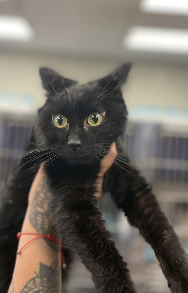 Enlarge Midnight, a Adoptable mixed breed in Victorville, CA image 1/1
