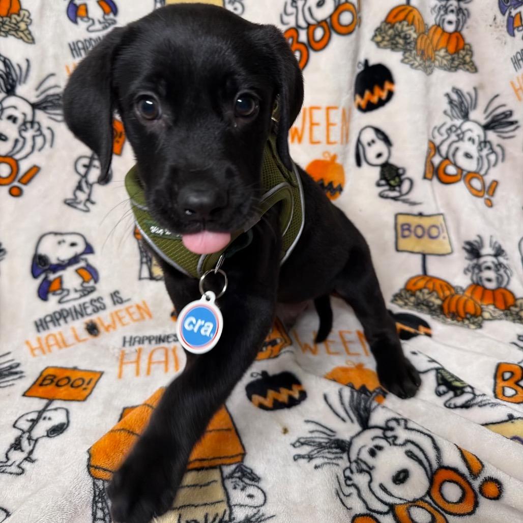 Enlarge Ernie, a Adoptable mixed breed in Chicago, IL image 2/3