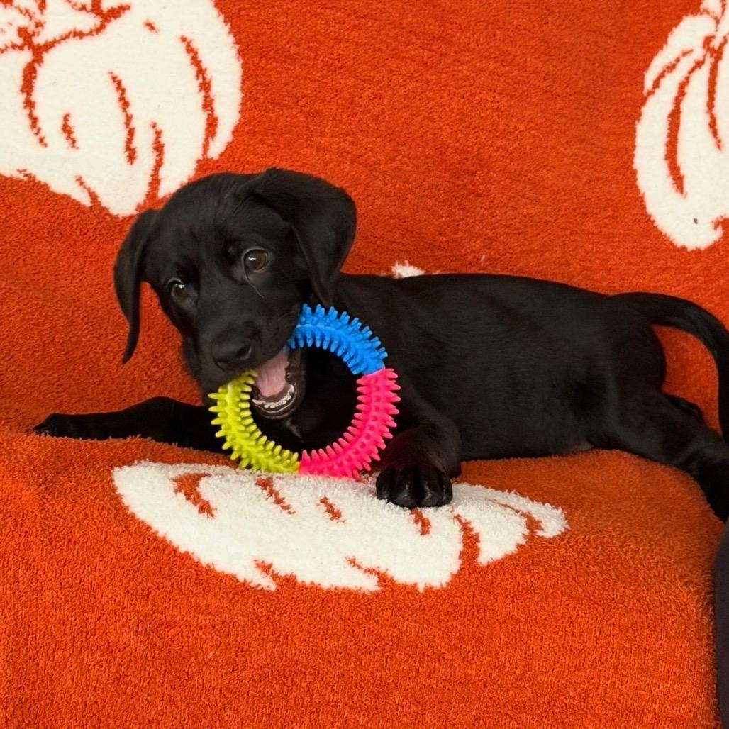 Ernie, Adoptable, Young Male Black Labrador Retriever & Mixed Breed.