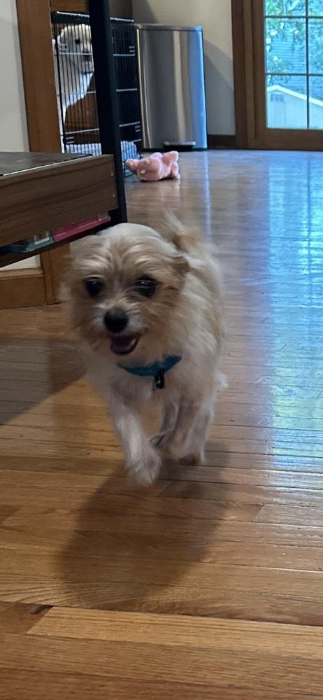 Zane, Adoptable, Senior Male Yorkshire Terrier.