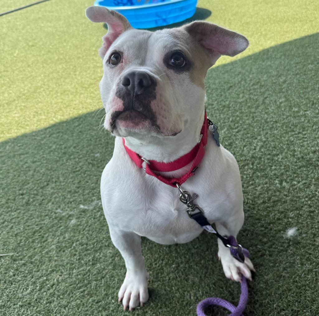 Marie, Adoptable, Adult Female English Bulldog & Mixed Breed.