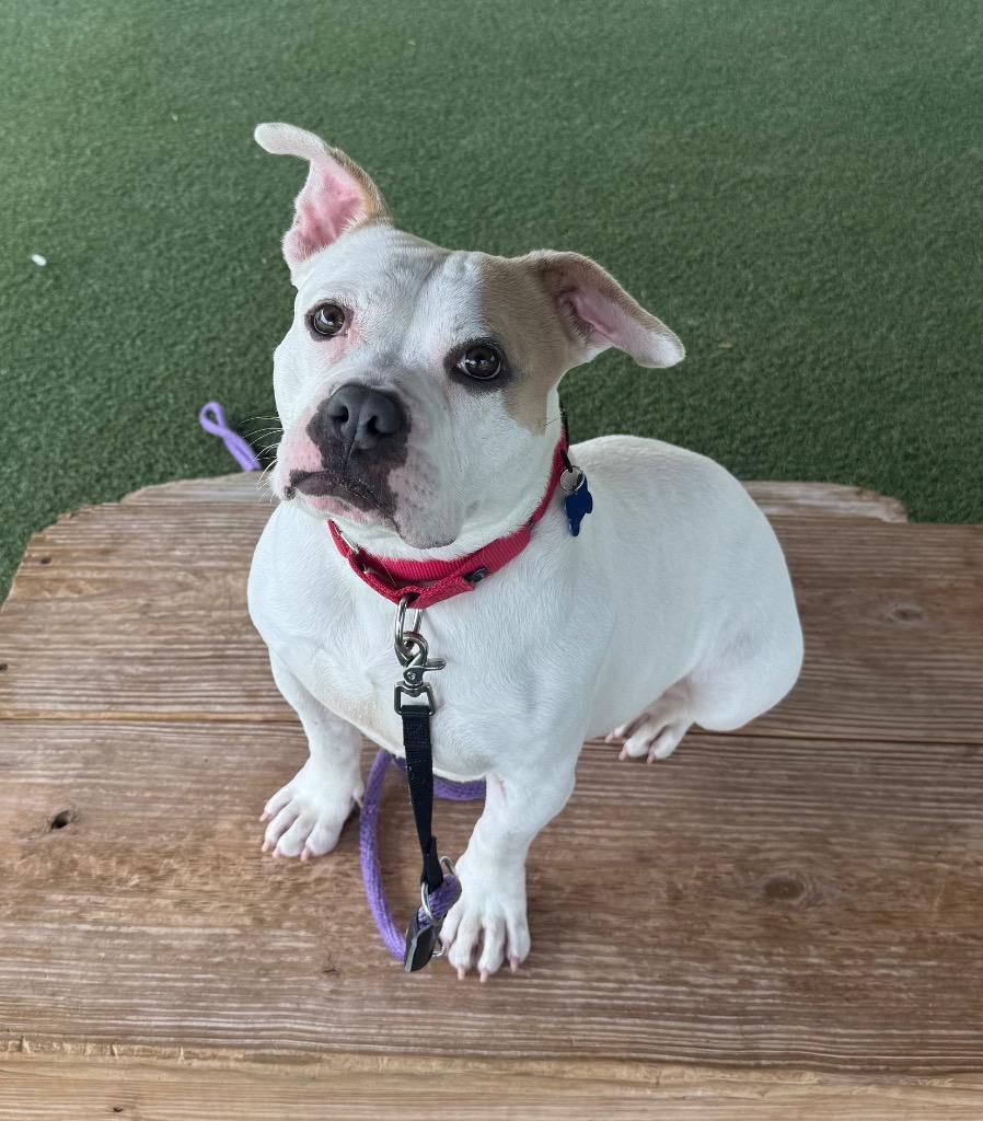 Marie, a Adoptable mixed breed in Columbia, IL image 2/6