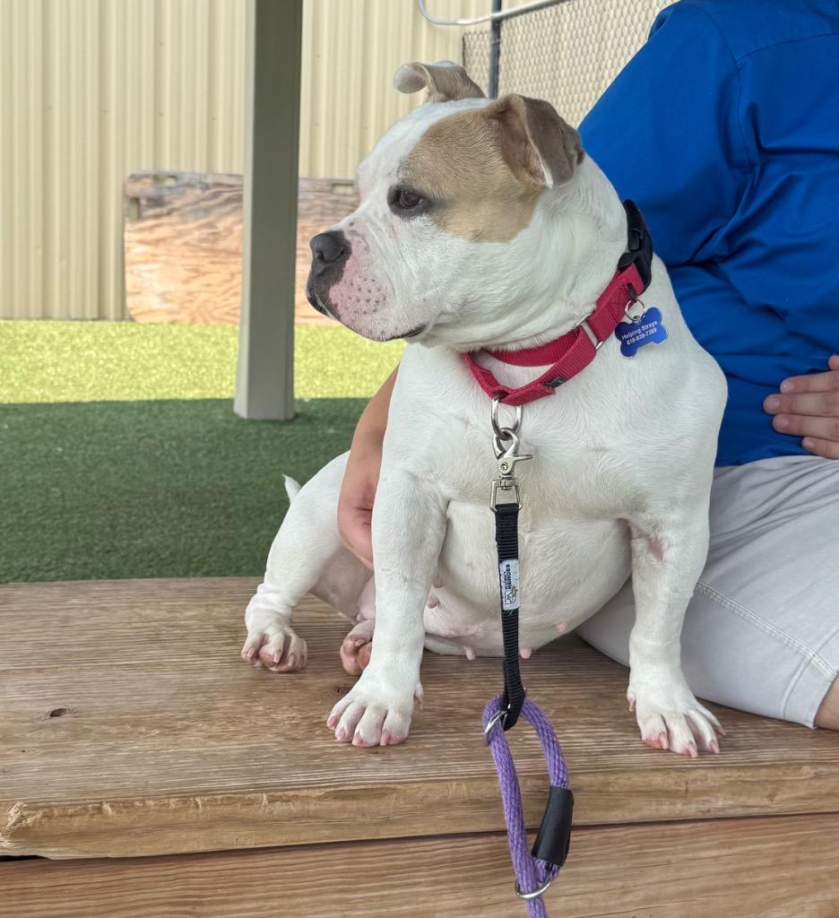 Marie, a Adoptable mixed breed in Columbia, IL image 3/6