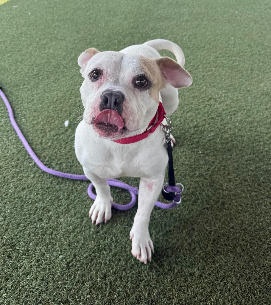 Marie, a Adoptable mixed breed in Columbia, IL image 4/6