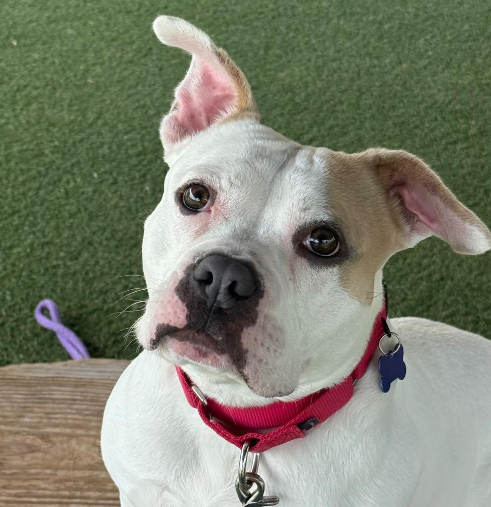 Marie, a Adoptable mixed breed in Columbia, IL image 5/6