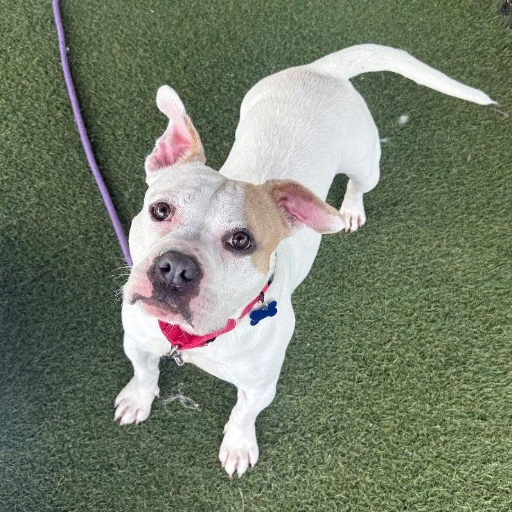 Marie, a Adoptable mixed breed in Columbia, IL image 6/6