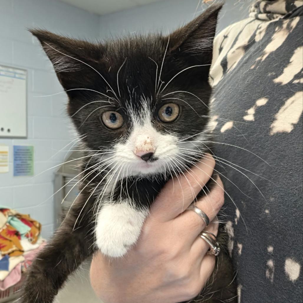 Leopard, Adoptable, Kitten Female Domestic Short Hair.