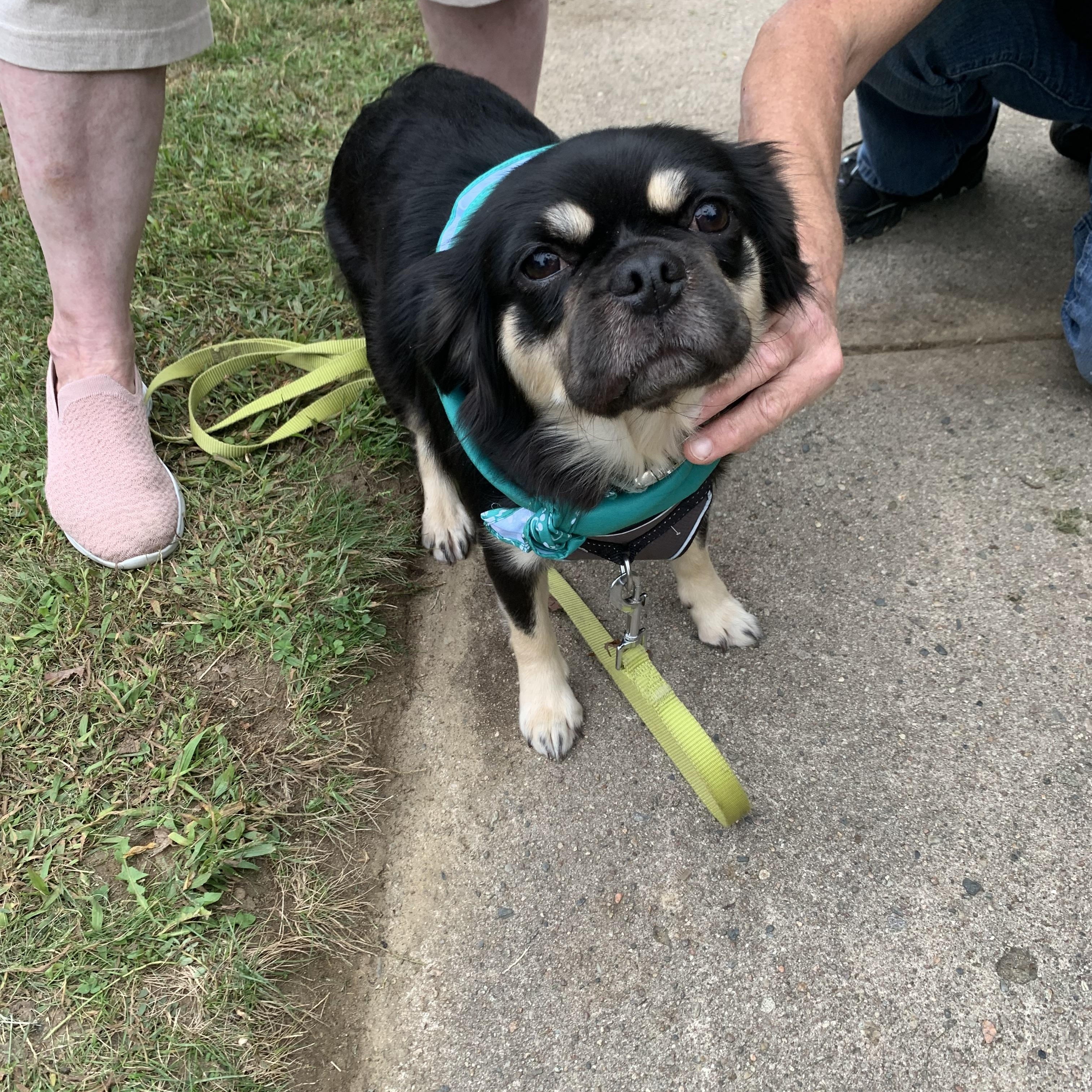 Enlarge Daisy, a Adoptable mixed breed in Northampton, MA image 5/5