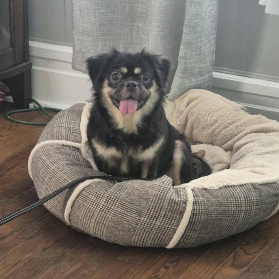 Enlarge Daisy, a Adoptable mixed breed in Northampton, MA image 2/5