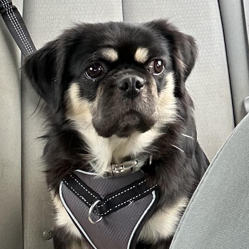Daisy, Adoptable, Young Female Pug & Cavalier King Charles Spaniel.