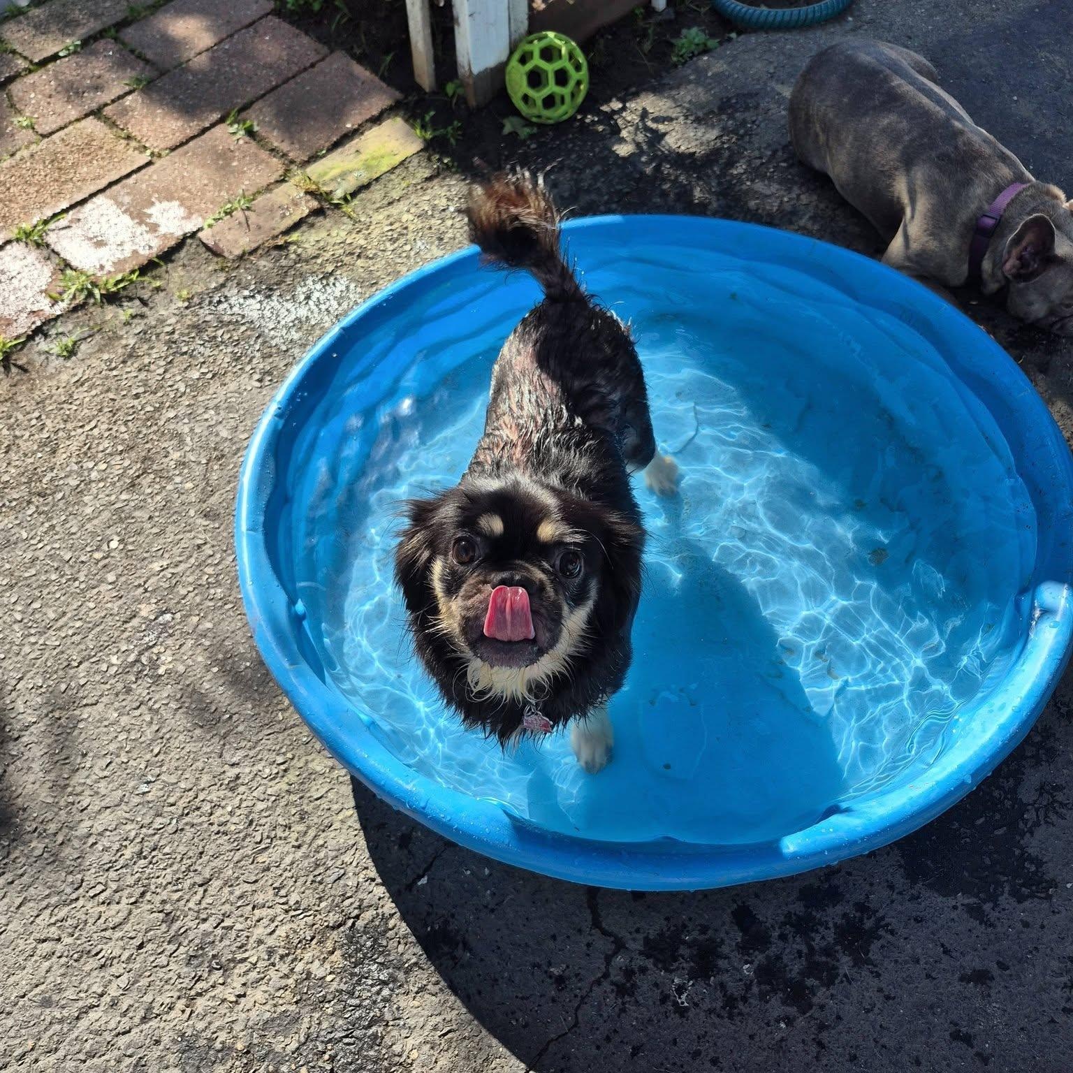 Enlarge Daisy, a Adoptable mixed breed in Northampton, MA image 3/5