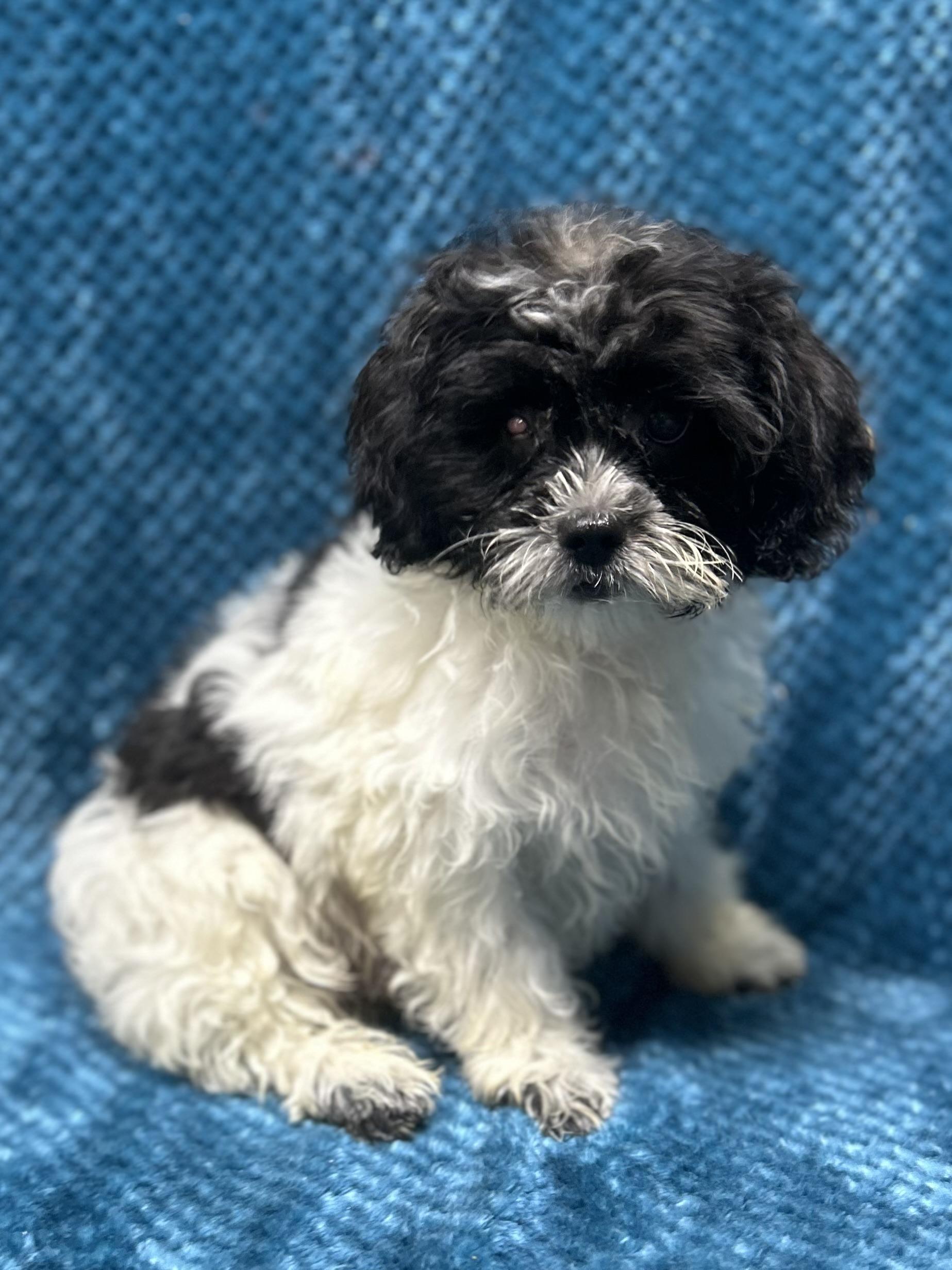 Enlarge LIZZY, a Adopted Shih poo in Elyria, OH image 4/5