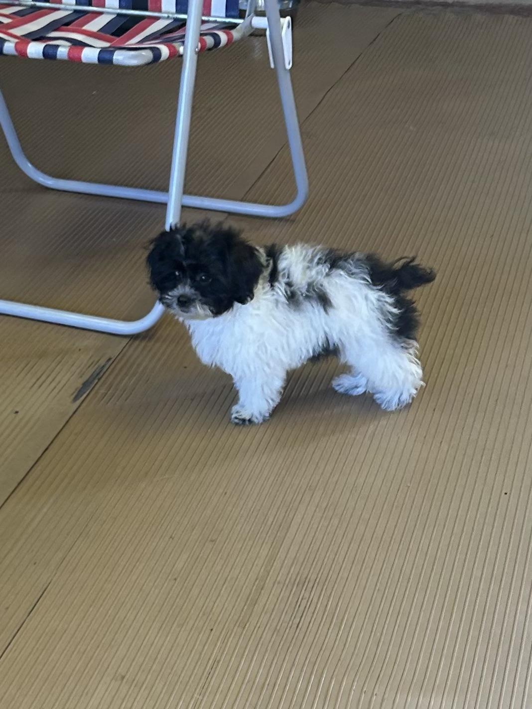 LIZZY, Adopted, Puppy Female Shih poo.