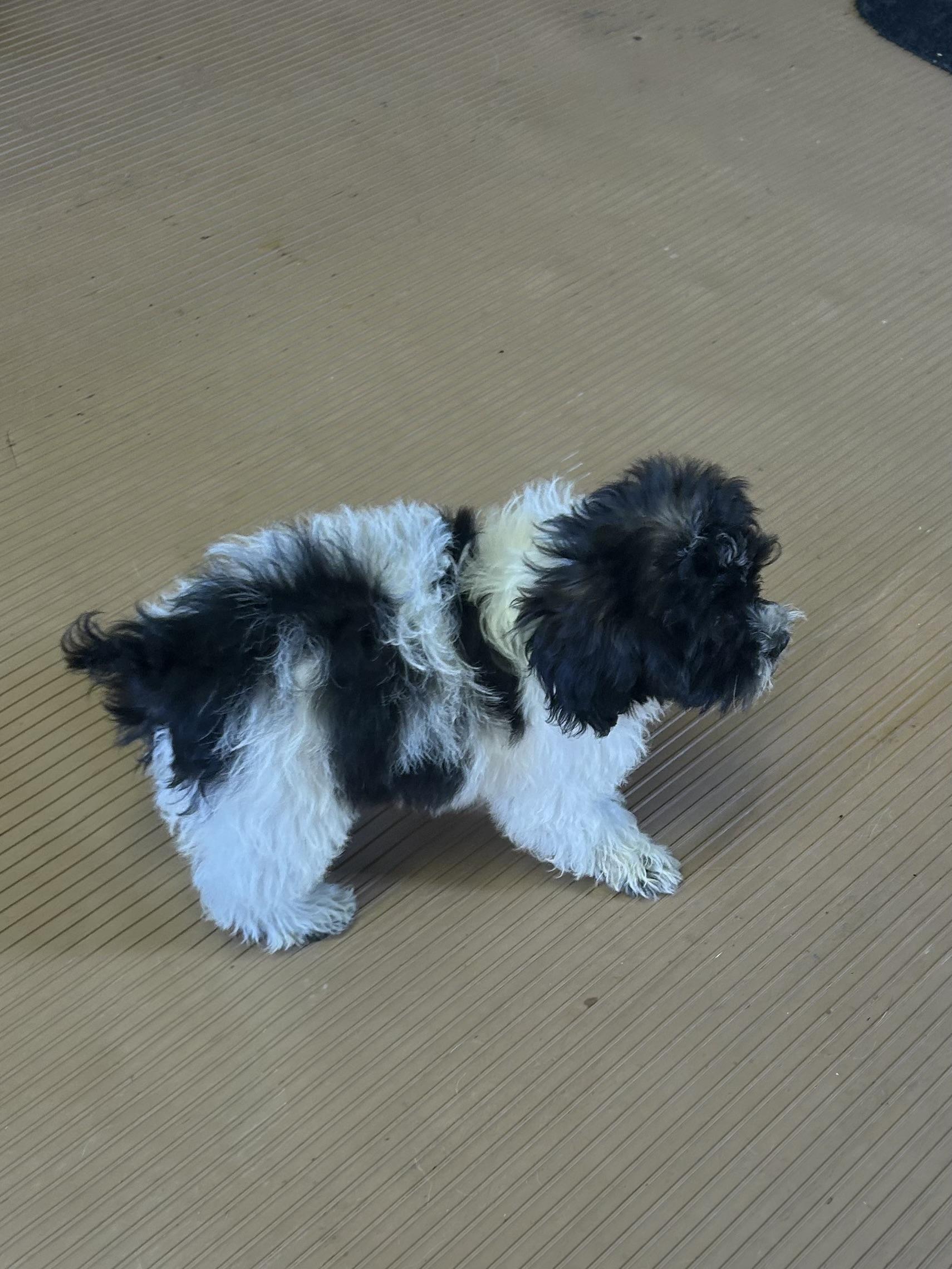 Enlarge LIZZY, a Adopted Shih poo in Elyria, OH image 2/5