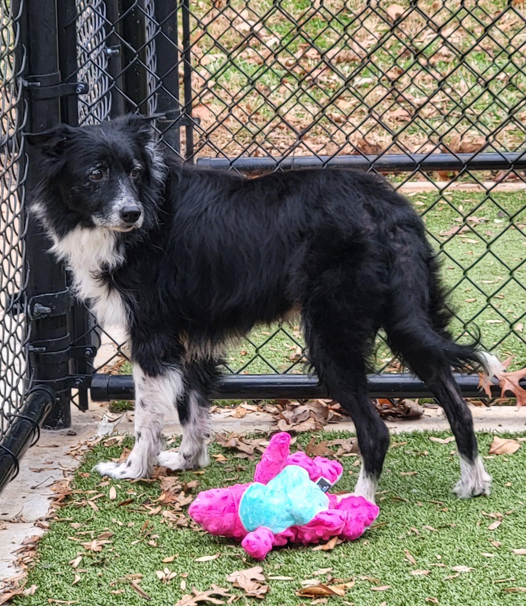 Enlarge Sally, a Adoptable Border Collie in Chestertown, MD image 1/1