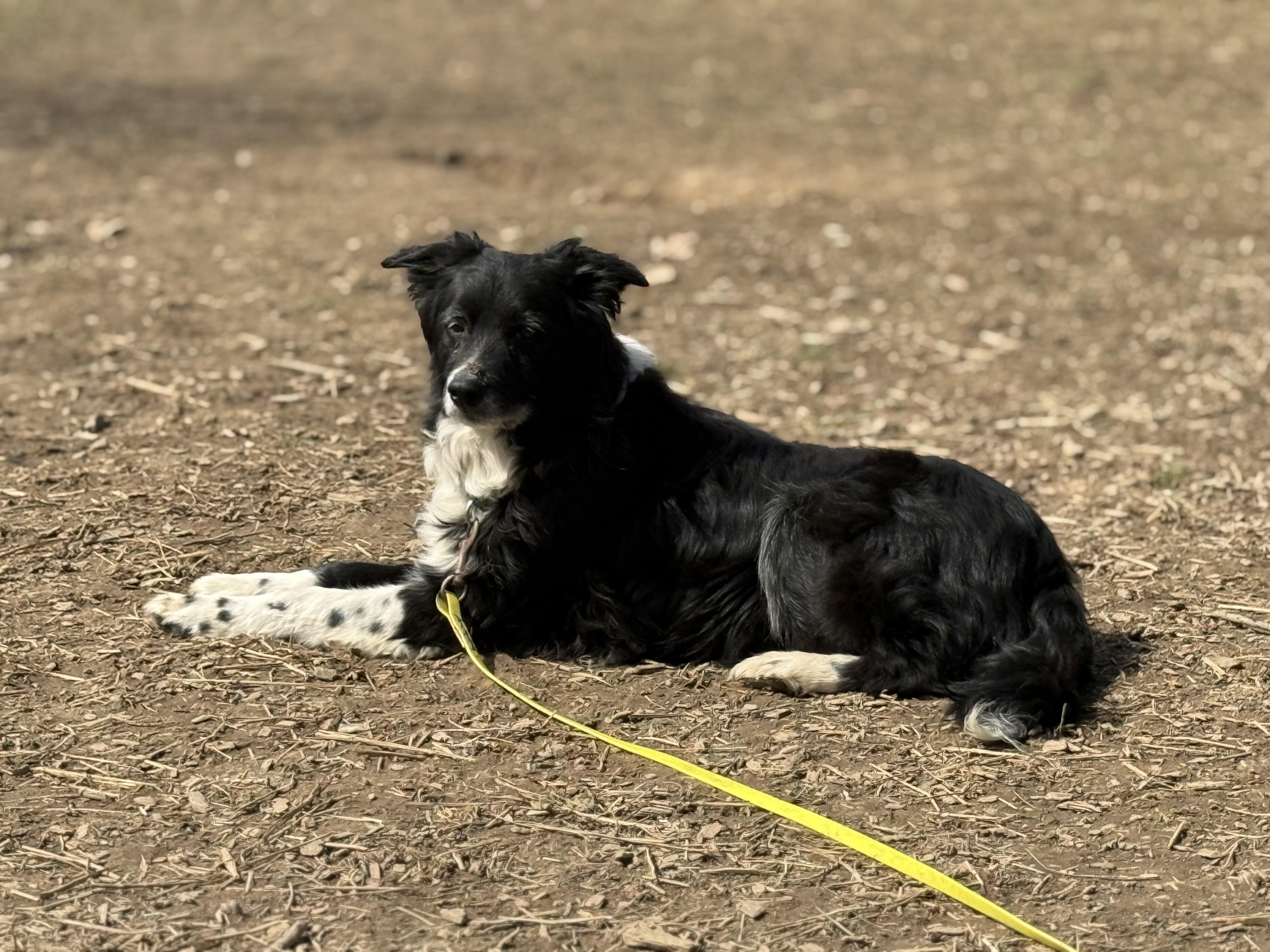 Sal (was Sally), Adoptable, Senior Male Border Collie.