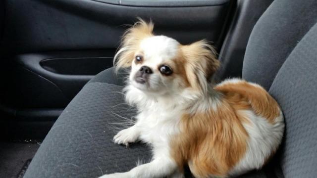 Enlarge Unknown (Tookie aka Cookie, a Adopted mixed breed in Palm Harbor, FL image 1/1