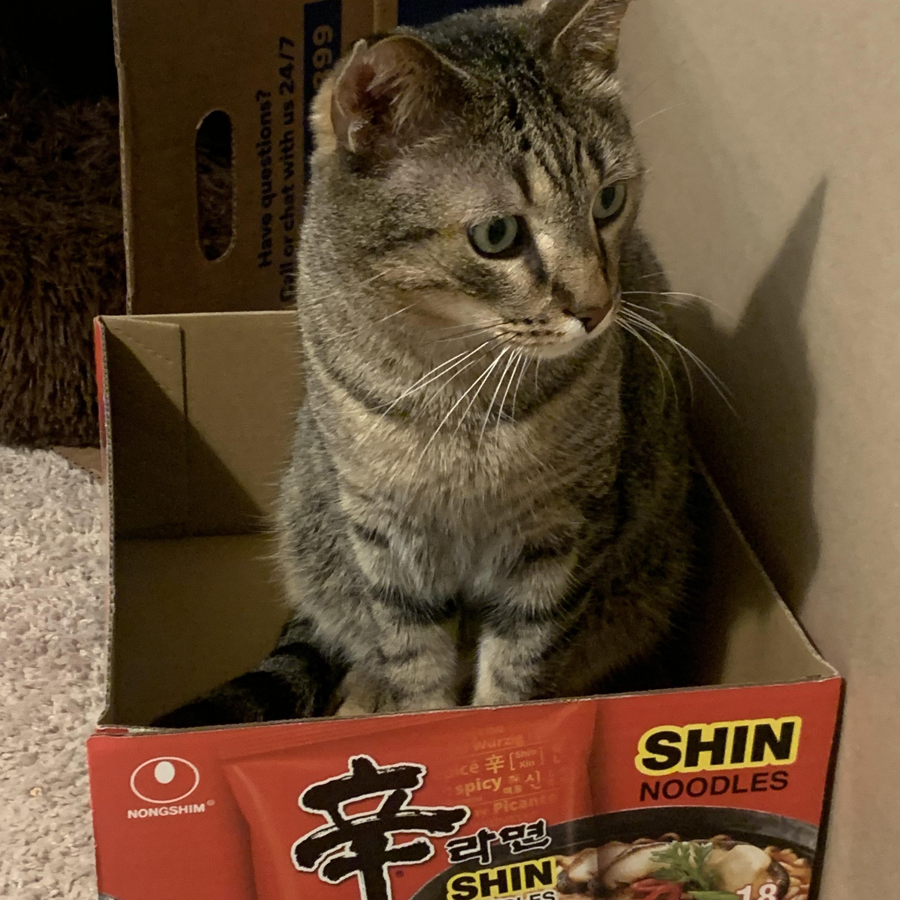 Enlarge Bill, a Adoptable mixed breed in Chicago, IL image 3/4