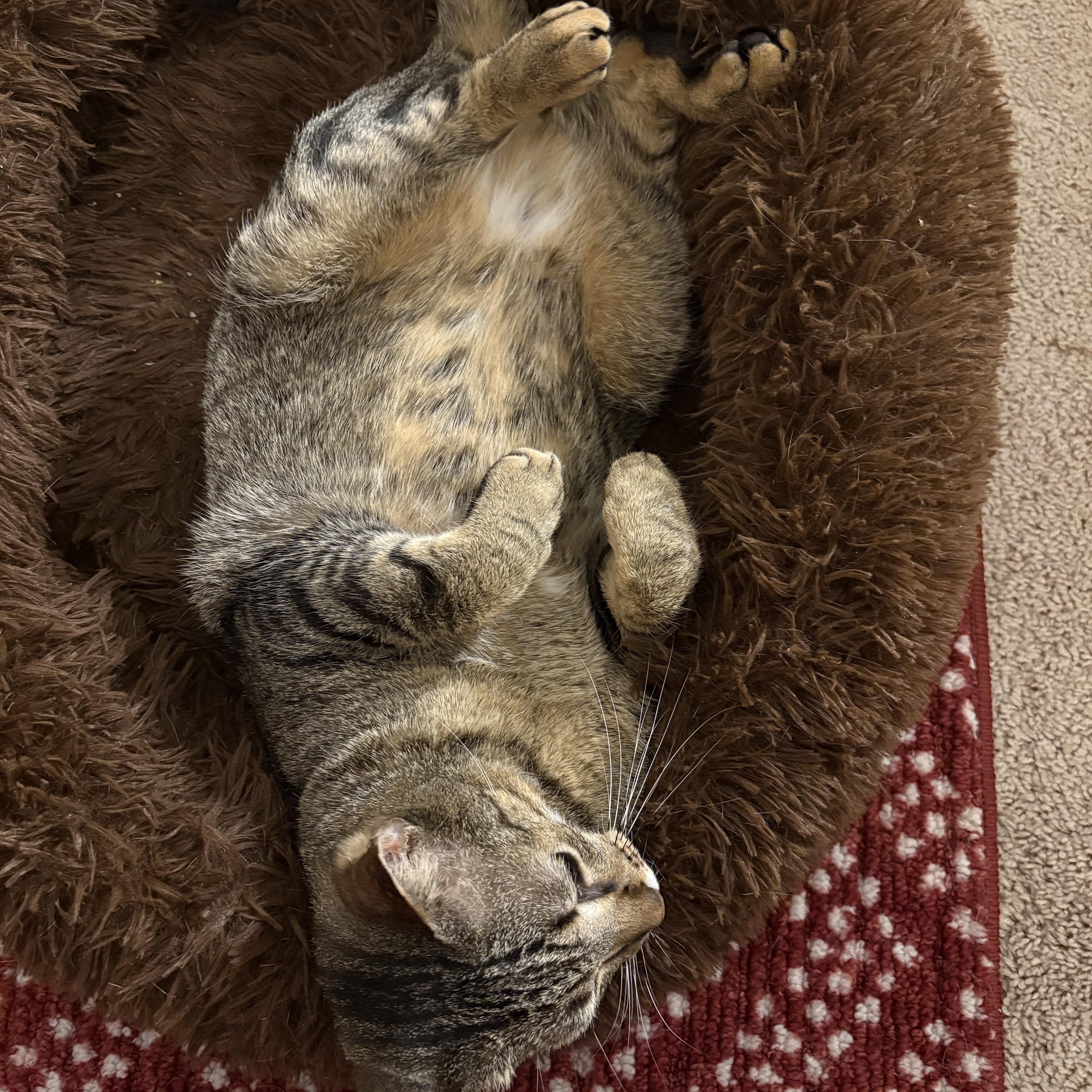 Enlarge Bill, a Adoptable mixed breed in Chicago, IL image 2/4