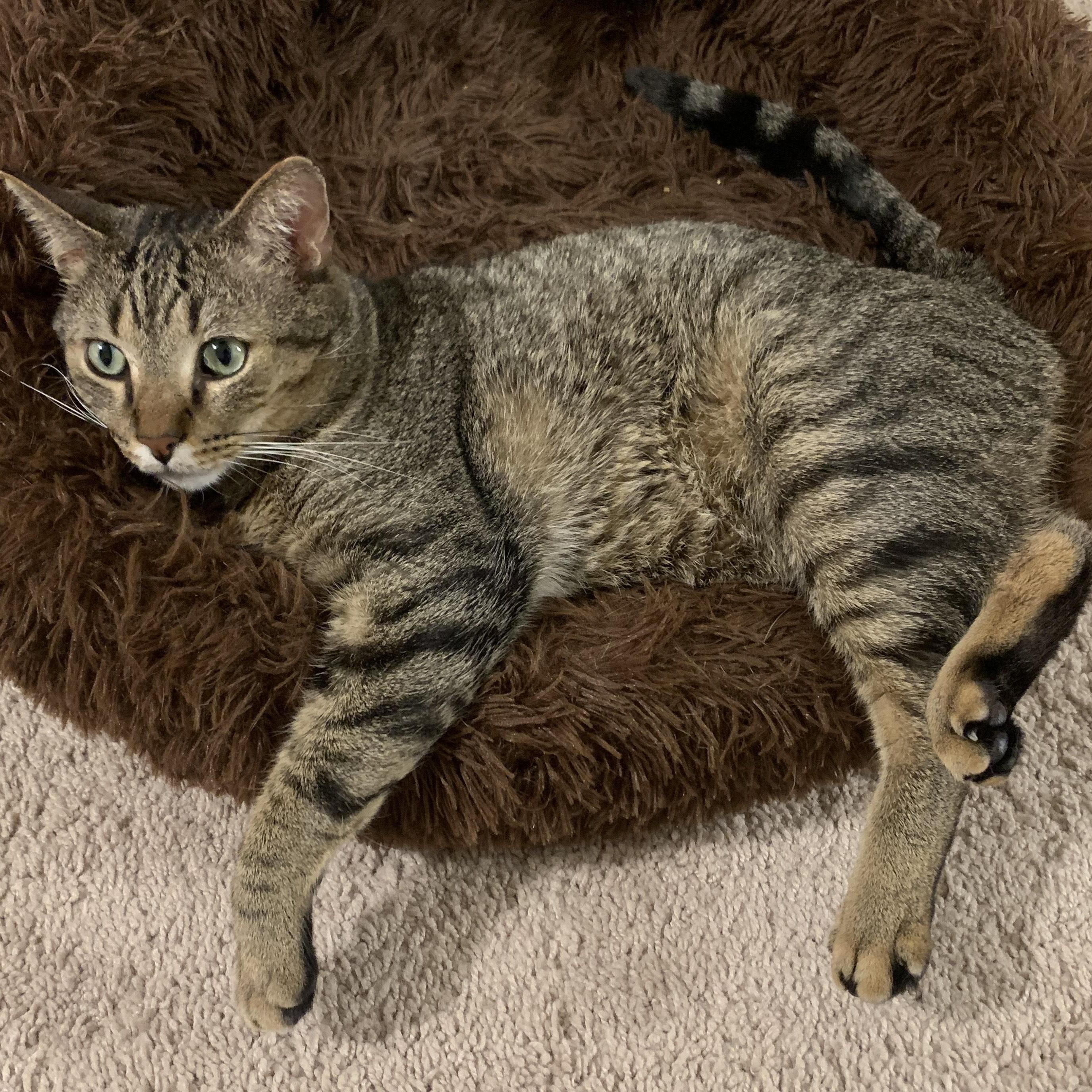 Bill, Adult Male Domestic Short Hair