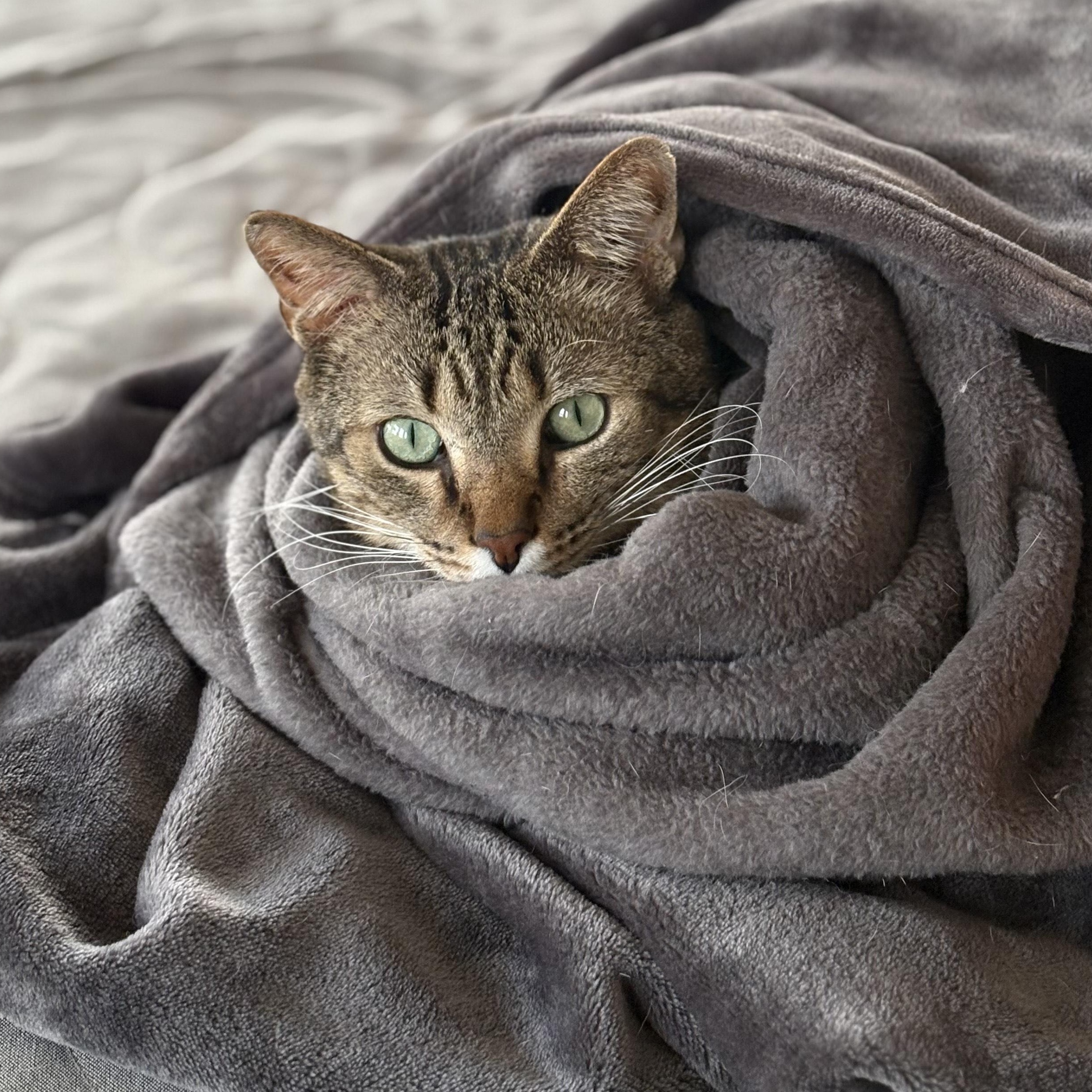 Enlarge Bill, a Adoptable mixed breed in Chicago, IL image 4/4