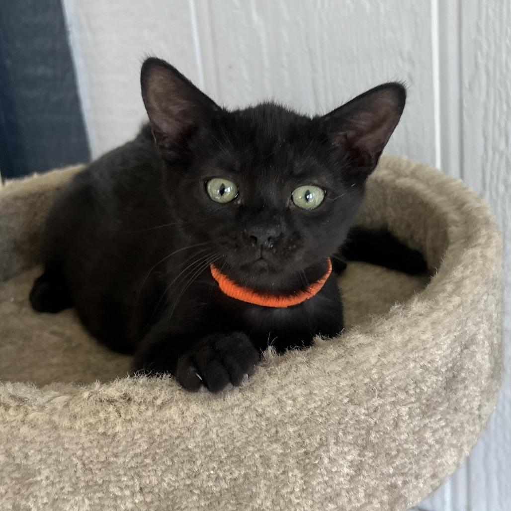 Max, Adoptable, Kitten Male Domestic Short Hair.