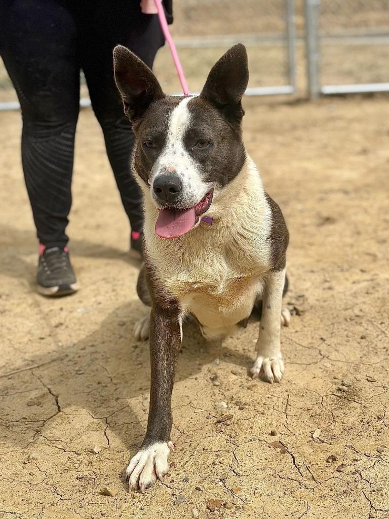 Enlarge Scone, a Adoptable mixed breed in Chillicothe, OH image 1/1