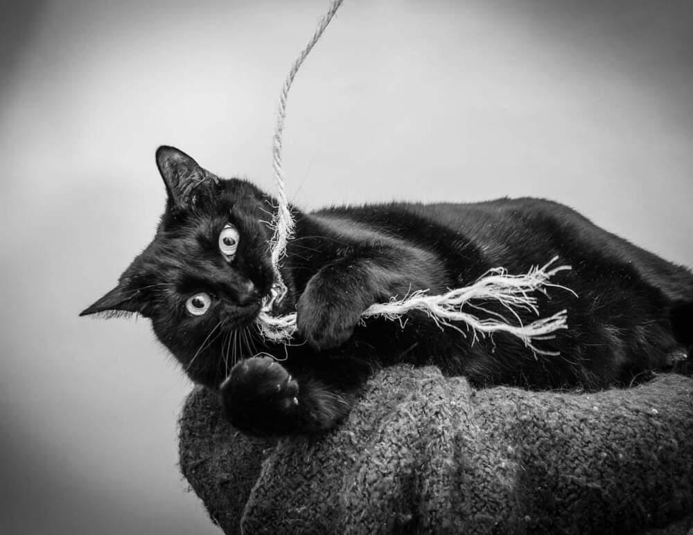 Enlarge Lilo, a Adoptable Domestic Short Hair in sylmar, CA image 1/4