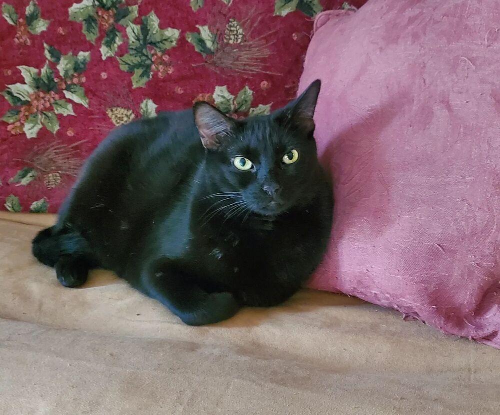 Enlarge Lilo, a Adoptable Domestic Short Hair in sylmar, CA image 2/4