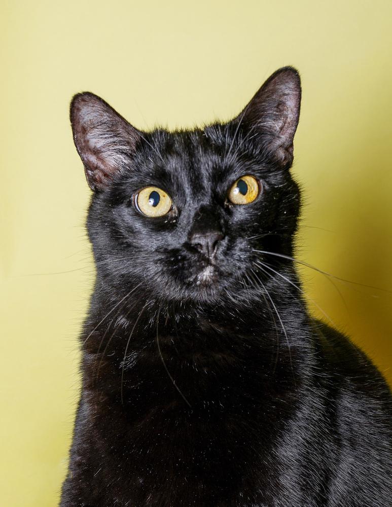 Enlarge Lilo, a Adoptable Domestic Short Hair in sylmar, CA image 3/4