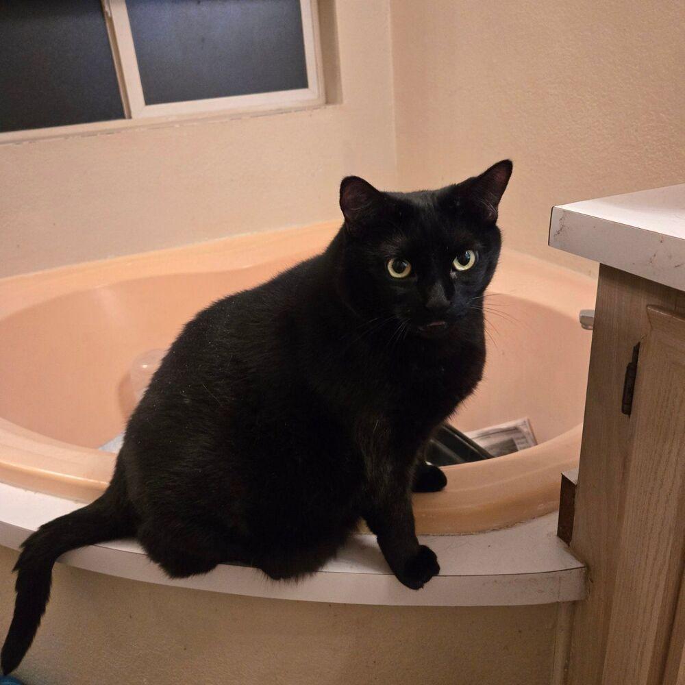 Enlarge Lilo, a Adoptable Domestic Short Hair in sylmar, CA image 4/4