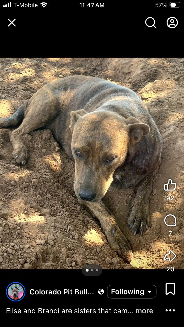 Enlarge Brandi, a ADOPTABLE mixed breed in Paradise, TX image 4/5