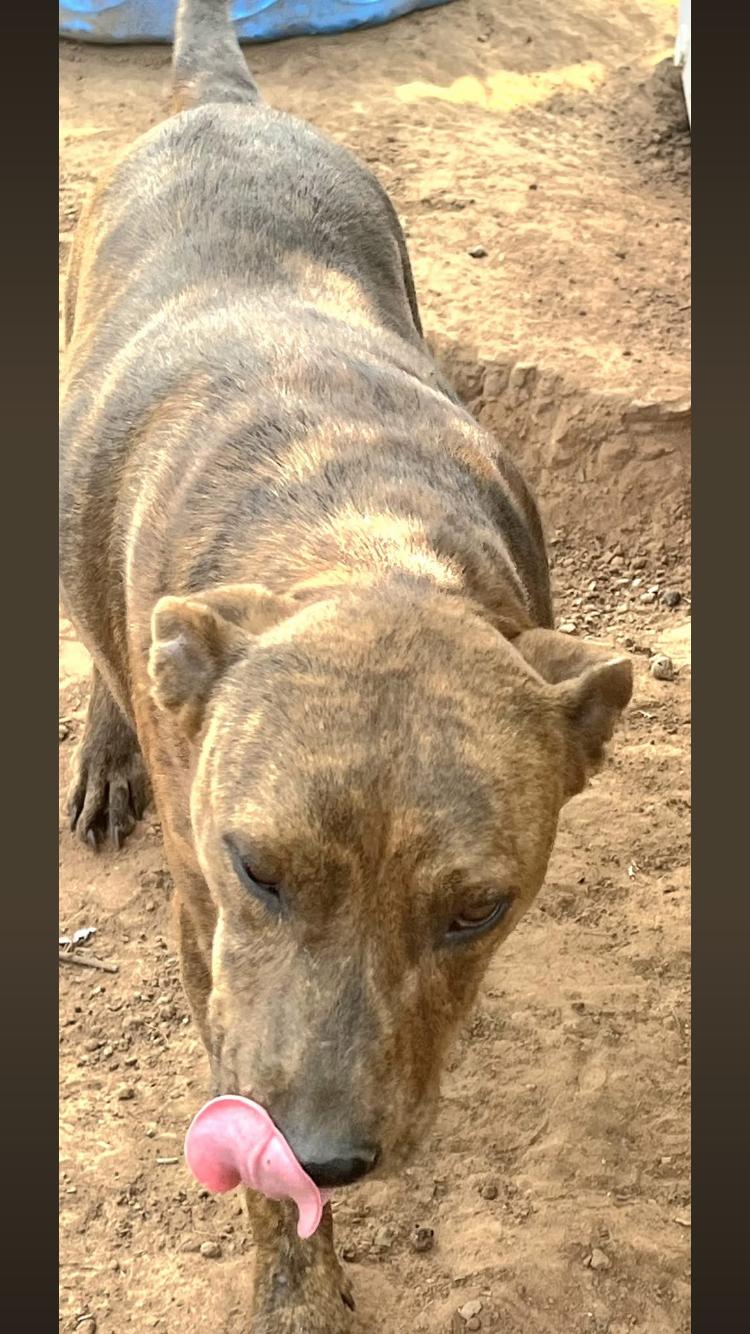 Enlarge Brandi, a ADOPTABLE mixed breed in Paradise, TX image 1/5