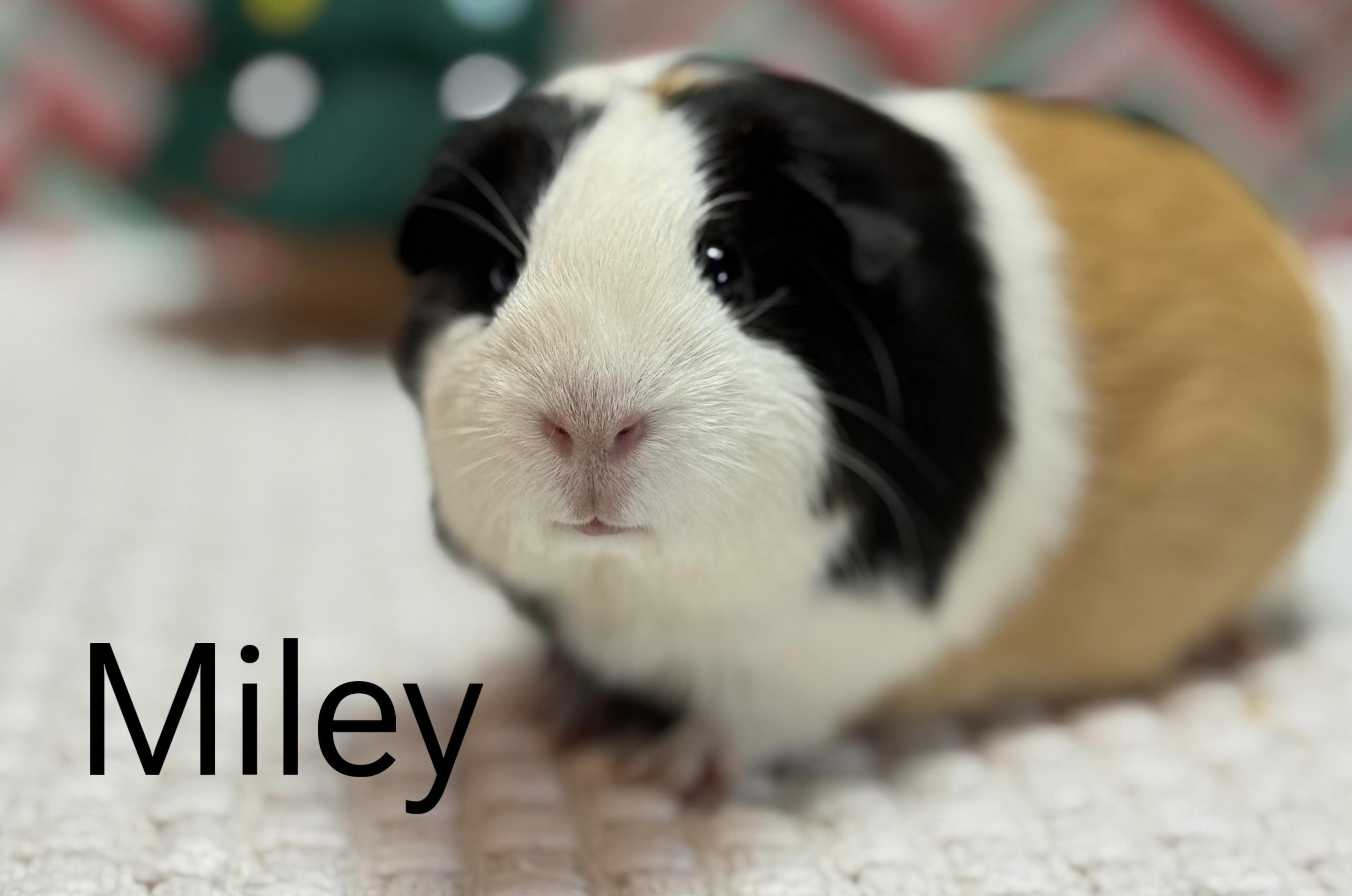 Enlarge Miley, an adopted Short-Haired in Knoxville, TN image 1/1